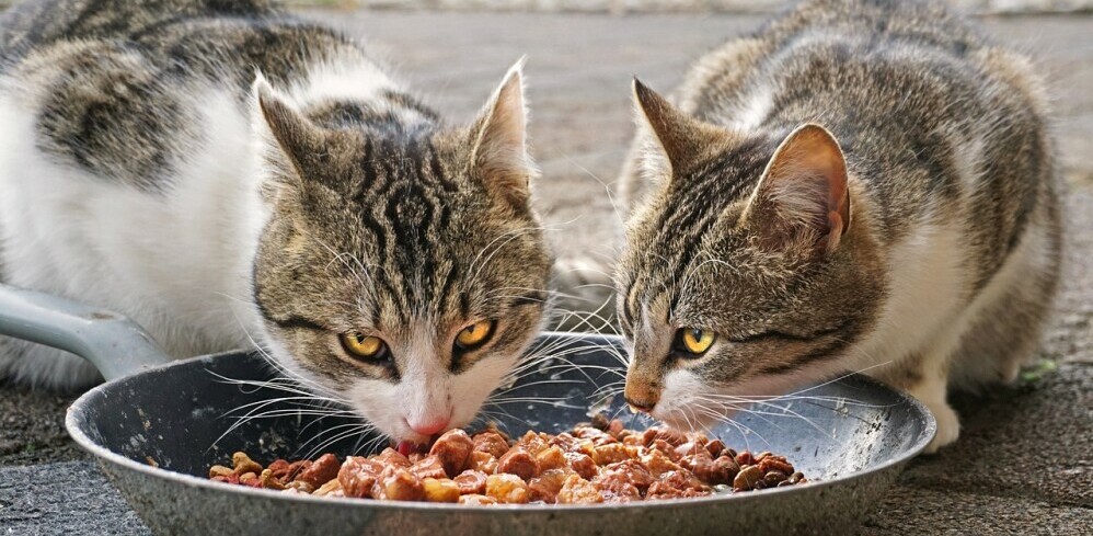 Best Wet Cat Food Indoor Cats